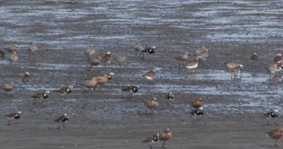 Red Knots (Calidris canutus) in breeding plumage and other shore birds forage on mud flats among the horseshoe crabs on a Delaware beach