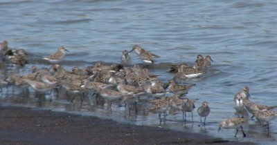 Sanderling (Calidris alba) and a few Dunlins in breeding plumage and other shore birds forage at the waters edge on a Delaware beach