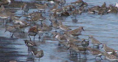 Sanderling (Calidris alba) and a few Dunlins in breeding plumage and other shore birds forage at the waters edge on a Delaware beach