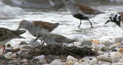 Dunlins in breeding plumage, Ruddy Turnstones and other shore birds forage among the pebbles and horseshoe crabs on a Delaware beach