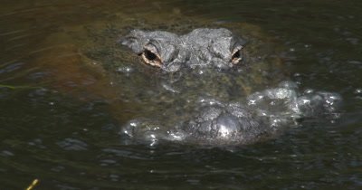 American Alligator (Alligator mississippiensis) in a bayou in Mississippi