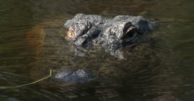 American Alligator (Alligator mississippiensis) in a bayou in Mississippi