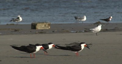 Back Skimmers (Rynchops niger) congregating on a Mississippi beach