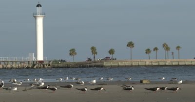 Back Skimmers (Rynchops niger) congregating on a Mississippi beach