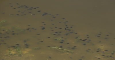 A large group of Tadpoles swims in a muddy pond