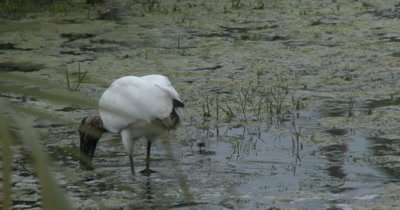 A Wood Stork (Mycteria americana) Forages in an urban pond