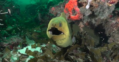 A solitary Green Moray (Gymnothorax funebris) on a reef in Florida, Very Green Water