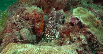 A solitary Spotted Moray Eel (Gymnothorax mooring) on a reef in Florida, Very Green Water