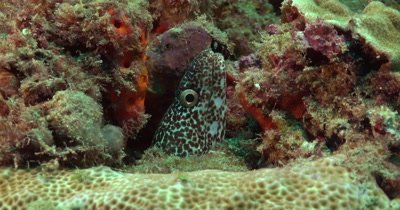 A solitary Spotted Moray Eel (Gymnothorax mooring) on a reef in Florida, Very Green Water