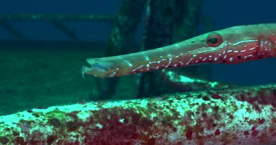 Atlantic trumpetfish (Aulostomus strigosus) Blending into a shipwreck and reef