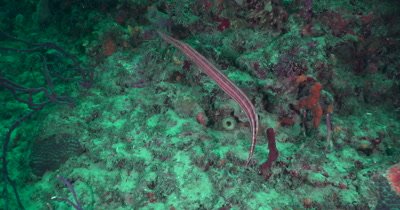 Atlantic trumpetfish (Aulostomus strigosus) Blending into a shipwreck and reef