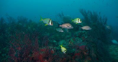 Atlantic Porkfish (Anisotremus virginicus), small school over a reeft