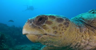 A Giant Loggerhead Sea Turtle (Caretta caret) Swims over Deep Reefs of Florida's Treasure Coast