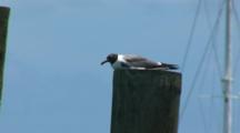 Laughing Gull, (Larus Atricilla) Hunkered Down On A Marina Piling On A Windy Day