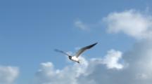 Laughing Gull (Larus Atricilla) In Flight Against A Tropical Sky
