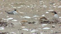 Least Tern (Sternula Antillarum) Adult And Chick Together On Beach, Other Nesting Animals In The Background, Shot Pans To The Left