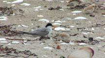 Least Tern (Sternula Antillarum) Adult And Chick Together On Beach, Chick Tries To Hide Under Adult