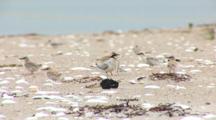 Least Tern (Sternula Antillarum) Adult Stands With Fish In The Middle Of Several Chicks