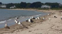 A Group Of Great Black Backed Gulls (Larus Marinus) Wait For An Oppertunity To Eat A Tern Chick