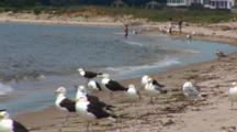 A Group Of Great Black Backed Gulls And Some Herring Gulls Wait For An Oppertunity To Eat A Tern Chick