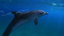 Atlantic Spotted Dolphin In Bahamas