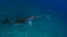 Atlantic Spotted Dolphins (Stenella Frontallis) Swim By In Clear Blue Bahamian Water Blowing Bubbles From Blow Hole
