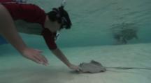 Southern Stingray With Snorkeler