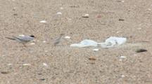 Least Tern (Sternula Antillarum) All Over Beach And Near Plastic Bag