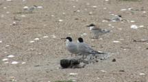 Least Tern (Sternula Antillarum) Fledgling And Common Tern Pair (Sterna Hirundo) Stand On Beach