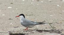 Common Tern (Sterna Hirundo) Moves Off Of Nest And Walks Away, Bites At Sticks