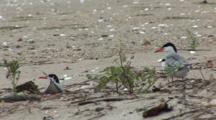 Common Tern (Sterna Hirundo) Pair Stand Near Plant & Preens Fearhers, Chick In Background