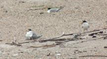 Least Tern (Sternula Antillarum) Pair On Beach, One Has Fish And One Has Chick