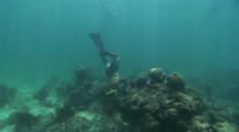 Snorkler Freedives Down To A Ledge With A Pole Spear And Comes Up With A Lionfish