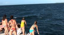 Passengers On Bow Of Boat Watch Atlantic Spotted Dolphins (Stenella Frontallis) Swim By In Clear Blue Bahamian Water