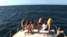 Passengers On Bow Of Boat Watch Atlantic Spotted Dolphins (Stenella Frontallis) Swim By In Clear Blue Bahamian Water