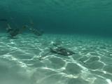 Southern Stingray (Dasyatis Americana) Swims Over Sand And Is Approached By Snorkelers