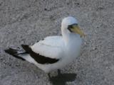 Masked Booby (Sula Dactylatra) Stands On Beach, Shot Zooms Into Face