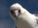 Masked Booby (Sula Dactylatra) Stands On Piling, And Looks Down Towards Camera