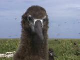 Albatross Chick, Close Up Of Face Looking Curious