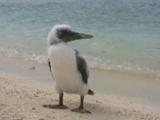 Masked Booby (Sula Dactylatra) Juvenile Stands On Beach Looking Around, Nearly Fledged