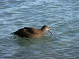 Black-Footed Albatross (Phoebastria Nigripes) Adult In The Water Pecking At Flotsam