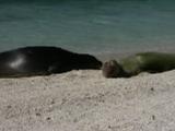 Hawaiian Monk Seals (Monachus Schauinslandi) Roll Around On Sand Near Water