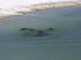 Hawaiian Monk Seals (Monachus Schauinslandi) Mom And Pup Socalize In Very Shallow Water, Then Bird Attacks