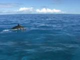Spinner Dolphins (Stenella Longirostris) Approach Boat And Travel With Boat, Clear Water