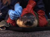 Hooded Seal (Cystophora Cristata) Juvenile Being Restrained During A Physical Exam, Animal Receives An Ear Swab