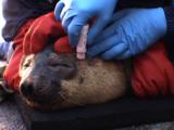 Hooded Seal (Cystophora Cristata) Juvenile Being Restrained During A Physical Exam, Animal Receives Ear Drops