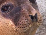 Hooded Seal (Cystophora Cristata) Juvenile Looking At Camera, Close Up Of Face