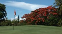 Colorful Flowers On A Royal Poinciana Tree On A Bahamas Golf Course