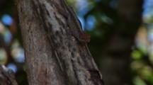 Cuban Brown Anole (Anolis Sagrei) On A Branch, Close Up, Animal Exits Frame