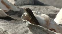 Saw Scaled Curly-Tail Lizard (Leiocephalus Carinatus Coryi) Peeking Out Of A Conch Shell
